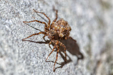 Spider with calves on the back, photo shoots in calcena a village of Aragon.の写真素材