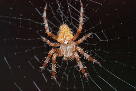 Spider hung on his web, I found it in my work.の写真素材