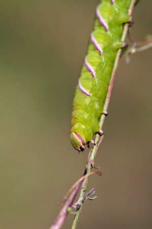 Green caterpillar (sphynx ligustri)の写真素材