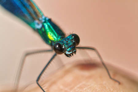Blue dragonfly perched on my hand (calopteryx virgo)の写真素材