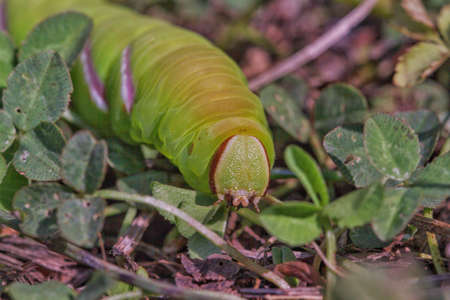 Green caterpillar (sphynx ligustri)の写真素材