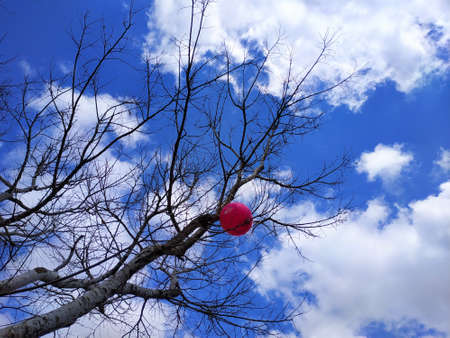 Pink balloon stuck in the tree