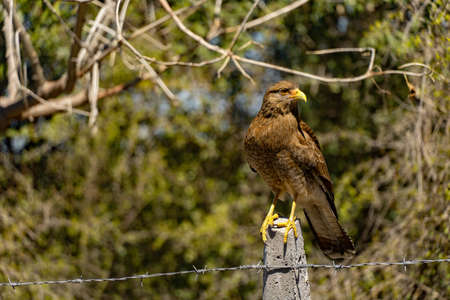 Close-up of Harrier eagle. Hunting eagle. Eagle posing. Wallpaper