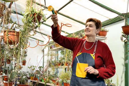 Caucasian woman watering plants in greenhouse