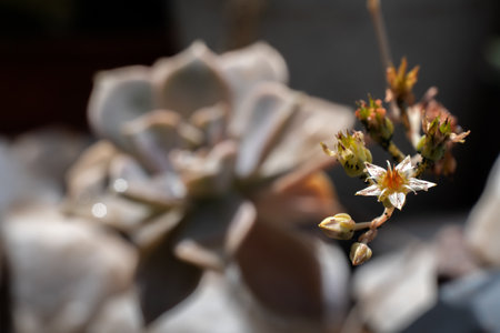 Close-up of a very small succulent flower. Selective focus.の写真素材