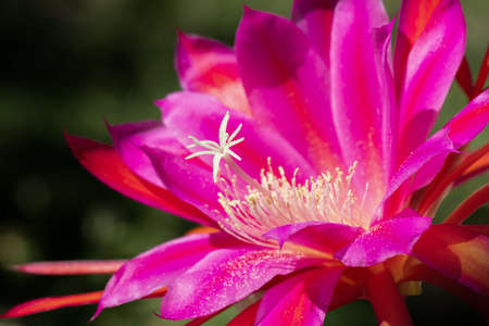 Closeup on Epiphyllum orchid cactus flower stigma and stamen on green background. Selective focus.の写真素材