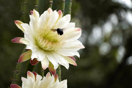 A bumblebee flies into a white flower of a large cereus cactus.の写真素材