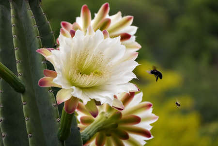 A bee and a bumblebee fly near some white flowers of a large cactus. Blurred background.の写真素材