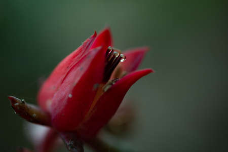 Macro shot, close up of a red flower with three water droplets on the centre of the plant. Close-up and selective focus.の写真素材