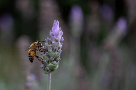 Bee looking for nectar of lavender flower. Close-up and selective focus.