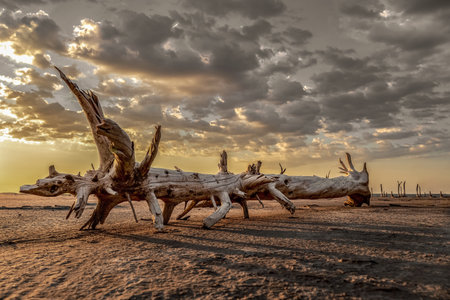 Drought-dead trees and cracked soil in dry lagoon. Climate change, global warming and water crisis.の写真素材