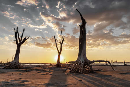 Drought-dead trees and cracked soil in dry lagoon. Climate change, global warming and water crisis.