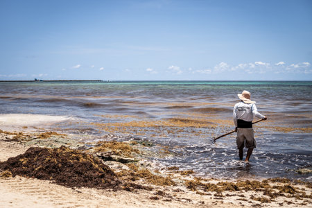 Very disgusting red seaweed sargassum beach Playa del Carmen Mexicoの写真素材