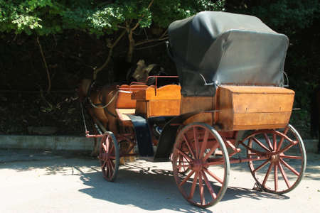 horse harnessed in the carriageの写真素材