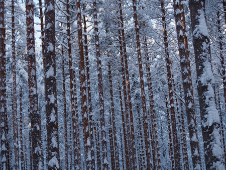 Pine forest in Aulanko, HÃ¤meenlinna, in a cool winter dayの写真素材