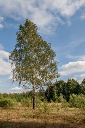one birch cloudy blue skyの写真素材