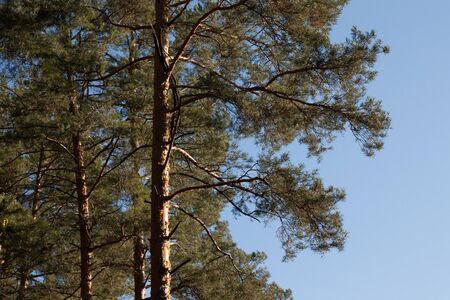 Pine in forestの写真素材