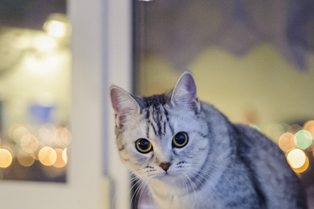 british kitten