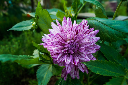 gorgeous purple flower budの写真素材