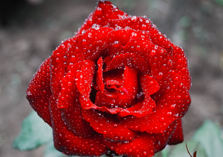 dew drops on gorgeous red rose budの写真素材