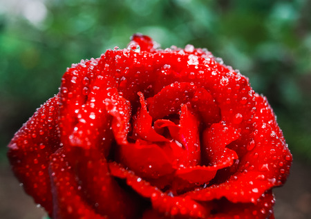 dew drops on gorgeous red rose budの写真素材