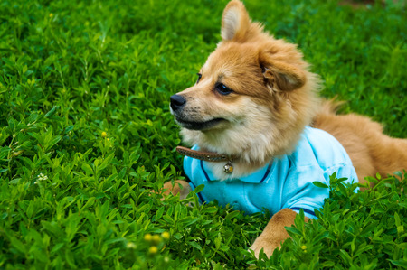 little puppy lies on forest mossの写真素材