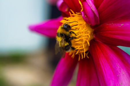 bumblebee sitting on a flower
