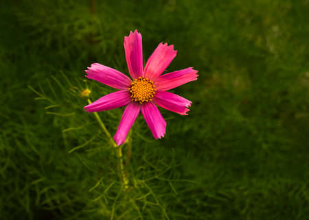 Pink cosmos flower in the garden
