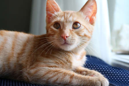 red young cat near window, closeupの写真素材