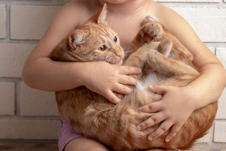 Portrait of adorable child with kitten,holding in handsの写真素材