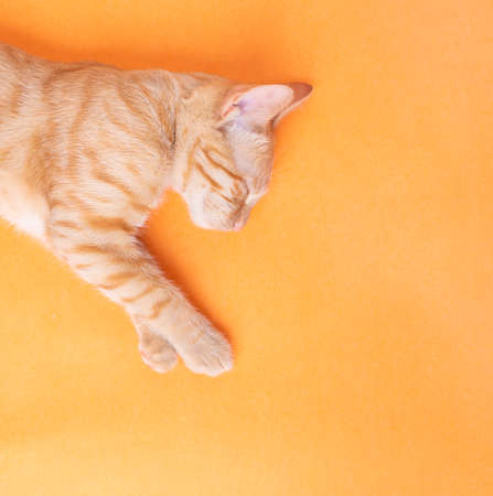 Peaceful orange red cat male sleeping on orange paper. Copy space kittenの写真素材