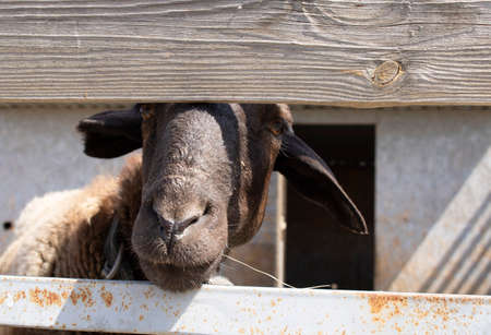 sheep looking out fence, horizontal photo. Home animal in the farmyardの写真素材