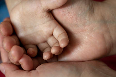baby's hands in mother's hand. Flat lay, mother's day