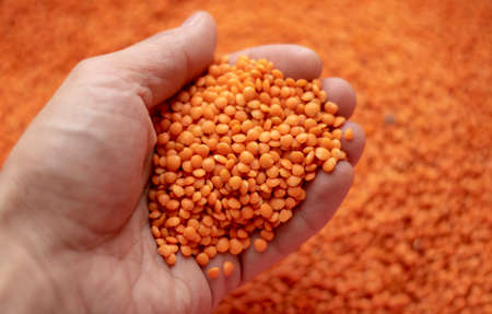 Hand with red lentils, holding red legume in palm. Close upの写真素材