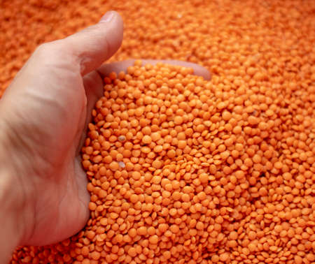 Man's hand holding red lentils. Flat lay. Blurred red lentil background
