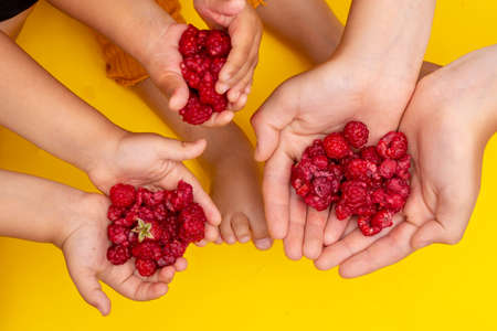 Raspberries in the kids hands on yellow paper, flat layの写真素材
