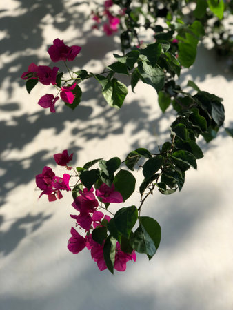 Domestic pink flowers on windowsill, vertical photoの写真素材