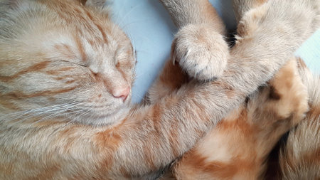 domestic orange cat sleeping in the morningの写真素材
