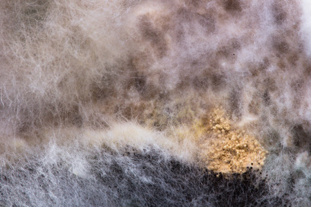moldy surface of a piece of bread. Close-upの写真素材