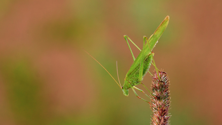 Insect similar to grasshopper or locust. Adult phaneroptera sits on a a blade of grass.
Directed...