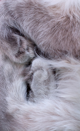 Paws gray cat close up. Flexed. Fluffyの写真素材