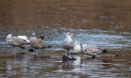 few young seagulls feeding in shallow waterの写真素材
