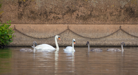Family of wild mute swans. Are floating in the river in the city.の写真素材