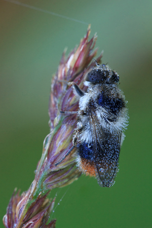 Fly hoverfly in drops of dew. Morningの写真素材