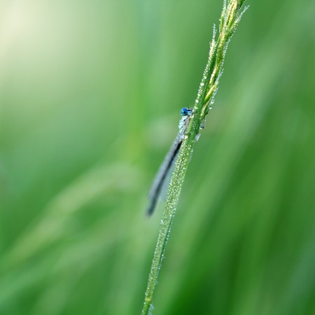 Blue dragonfly peeping from behind a blade of grassの写真素材