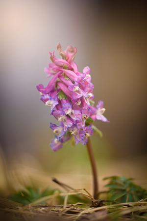 bee plant and medicinal plants - Corydalisの写真素材