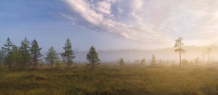 Misty dawn on the bogの写真素材