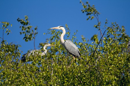 Two gray heron sitting on a birch with green leaves. Against the background of the blue skyの写真素材