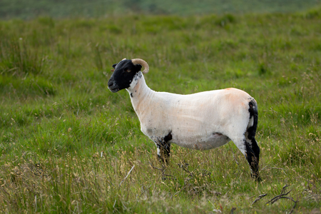 English sheared sheep on the meadow. Devon. Englandの写真素材