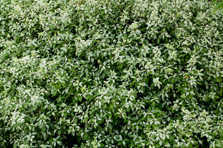 a lot of green leaves. backgroundの写真素材
